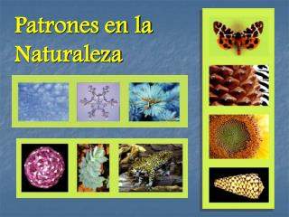 Patrones en la Naturaleza