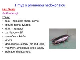 Hmyz s proměnou nedokonalou