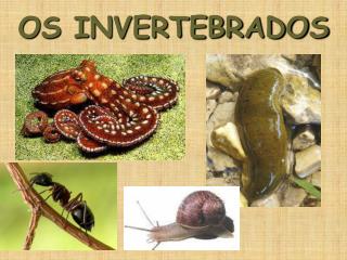 OS INVERTEBRADOS