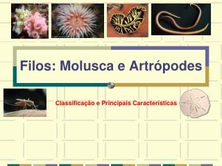 Filos: Molusca e Artrópodes