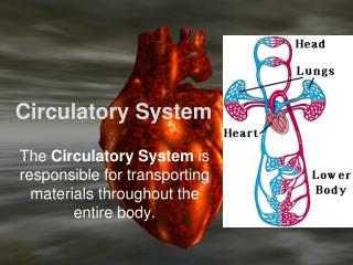 Circulatory System