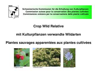 Schweizerische Kommission für die Erhaltung von Kulturpflanzen