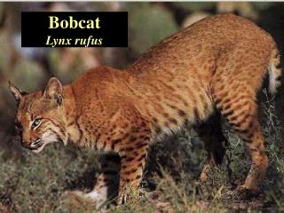 Bobcat Lynx rufus