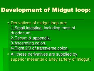 Development of Midgut loop:
