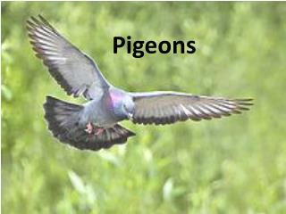 Pigeons