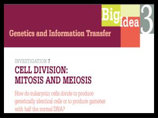 Investigation 7 CELL DIVISION: MITOSIS AND MEIOSIS