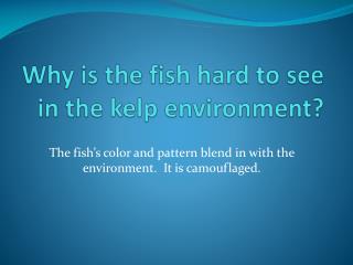 Why is the fish hard to see in the kelp environment?