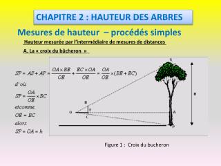 CHAPITRE 2 : HAUTEUR DES ARBRES