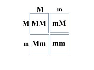 Punnett Square