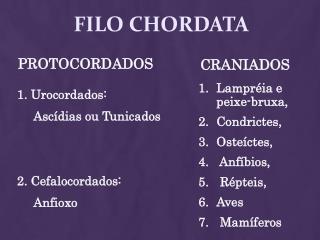 FILO CHORDATA