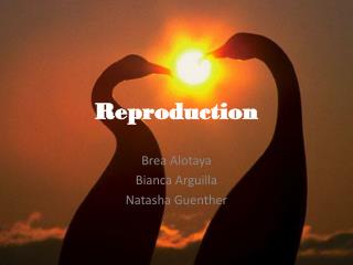 Reproduction