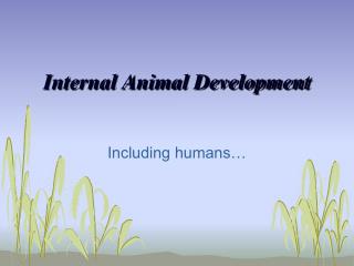 Internal Animal Development