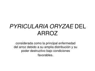 PYRICULARIA ORYZAE DEL ARROZ