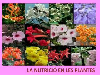 LA NUTRICIÓ EN LES PLANTES