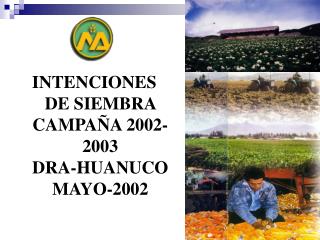 INTENCIONES DE SIEMBRA CAMPAÑA 2002-2003 DRA-HUANUCO MAYO-2002