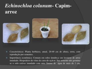 Echinochloa colunum - Capim- arroz