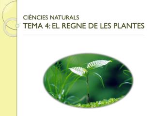 CIÈNCIES NATURALS TEMA 4: EL REGNE DE LES PLANTES