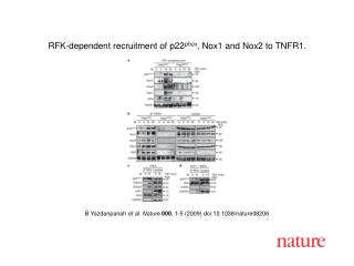 B Yazdanpanah et al. Nature 000 , 1 - 5 (2009) doi:10.1038/nature08 206