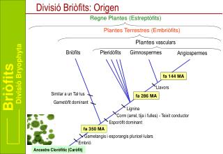 Divisió Briòfits: Origen