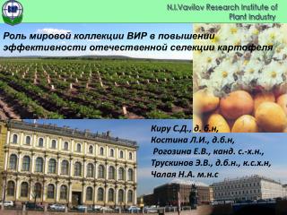 Роль мировой коллекции ВИР в повышении эффективности отечественной селекции картофеля