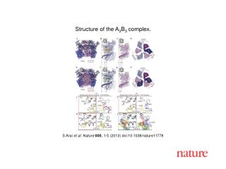 S Arai et al. Nature 000 , 1-5 (2013) doi:10.1038/nature11778