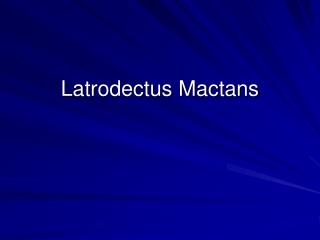 Latrodectus Mactans