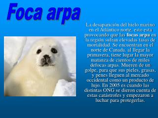 Foca arpa