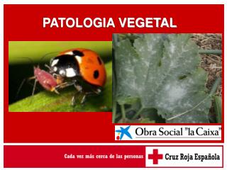 PATOLOGIA VEGETAL