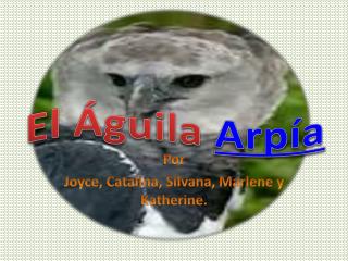El Águila Arpía