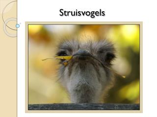 Struisvogels