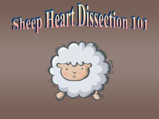 Sheep Heart Dissection 101