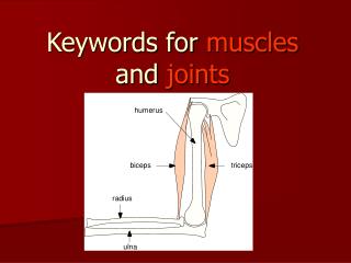 Keywords for muscles and joints