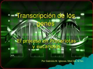 Transcripción de los genes