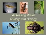 Assessing Water Quality with Biology