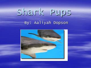 Shark Pups