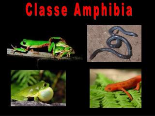 Classe Amphibia