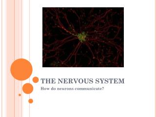 THE NERVOUS SYSTEM