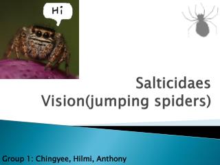 Salticidaes Vision(jumping spiders)