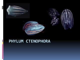 Phylum ctenophora