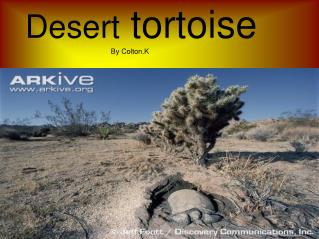 Desert tortoise