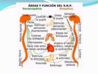 Sistema nervioso simpático