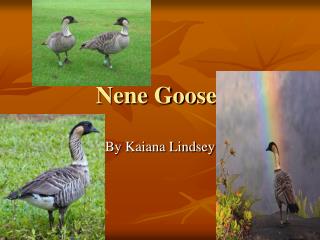 Nene Goose