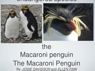 endangered species thema mac the Macaroni penguin