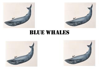 Blue Whales