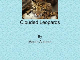 Clouded Leopards