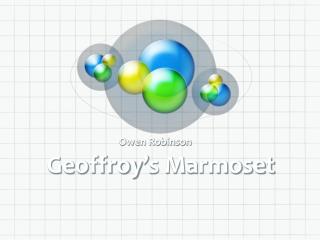 Geoffroy ’ s Marmoset