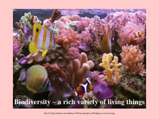 i7.photobucket/albums/y299/monkeygluver/Wallpaper-coral-reef.jpg