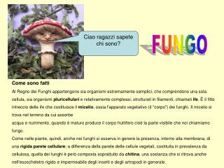 FUNGO