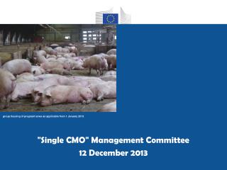 &quot; Single CMO &quot; Management Committee 12 December 2013