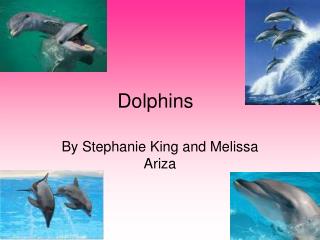 Dolphins